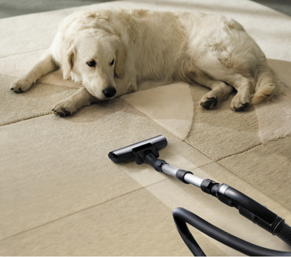 My dog loving clean carpets by Carpet Cleaning Richmond Hill